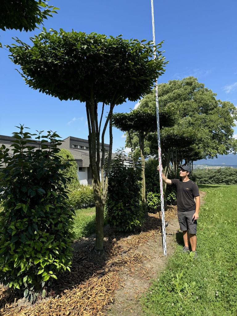 Carpinus betulus dachförmig