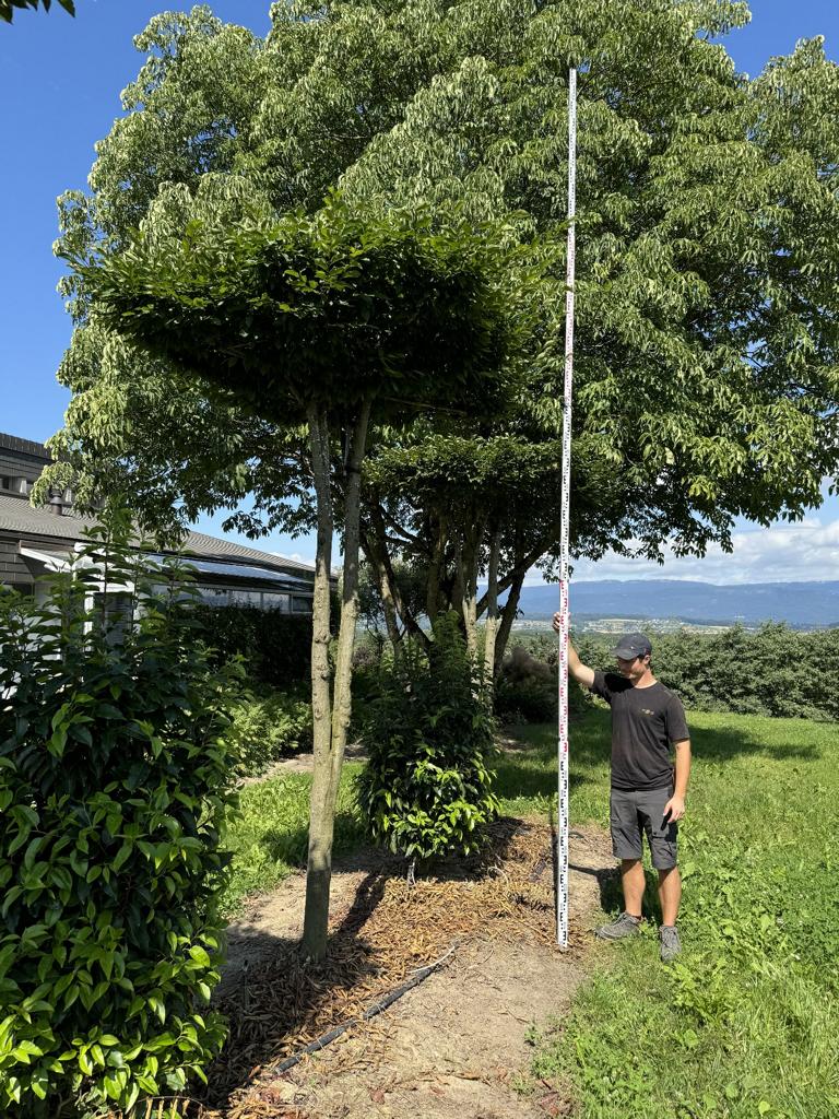 Carpinus betulus dachförmig