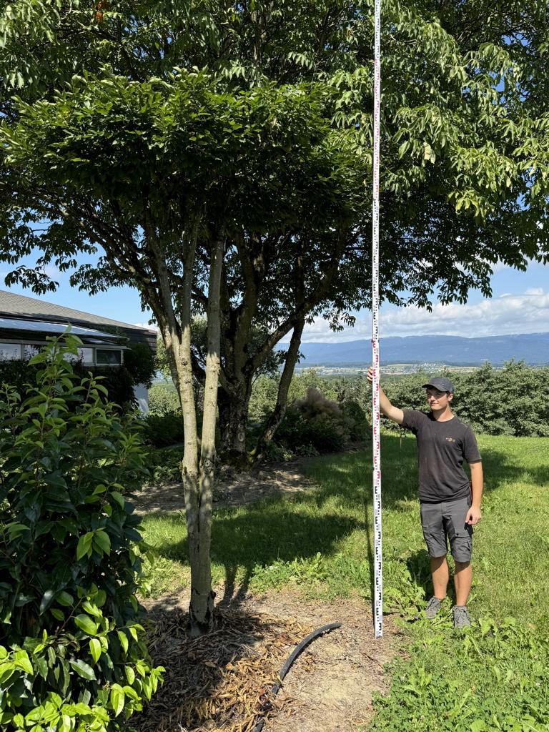 Carpinus betulus dachförmig