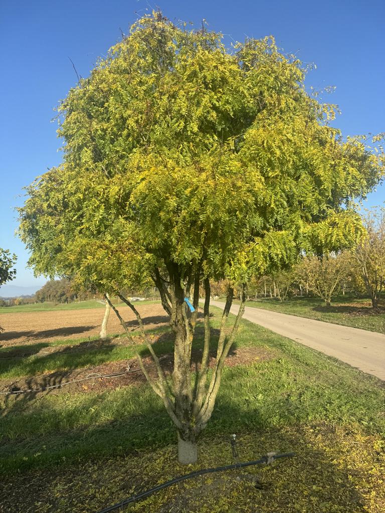 Gleditsia triacanthos 'Elegantissima' Dachform