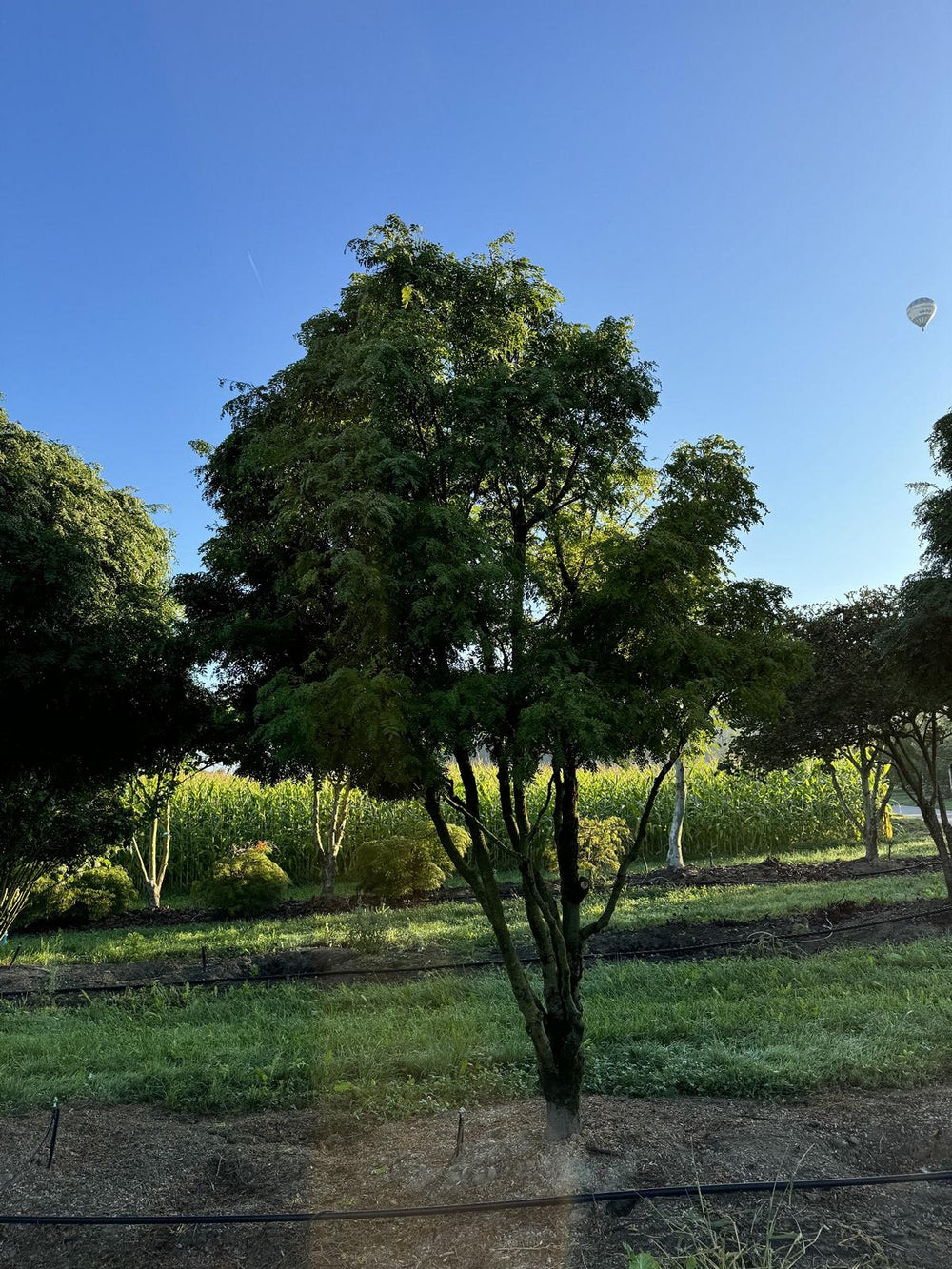 Gleditsia triacanthos 'Elegantissima' Dachform