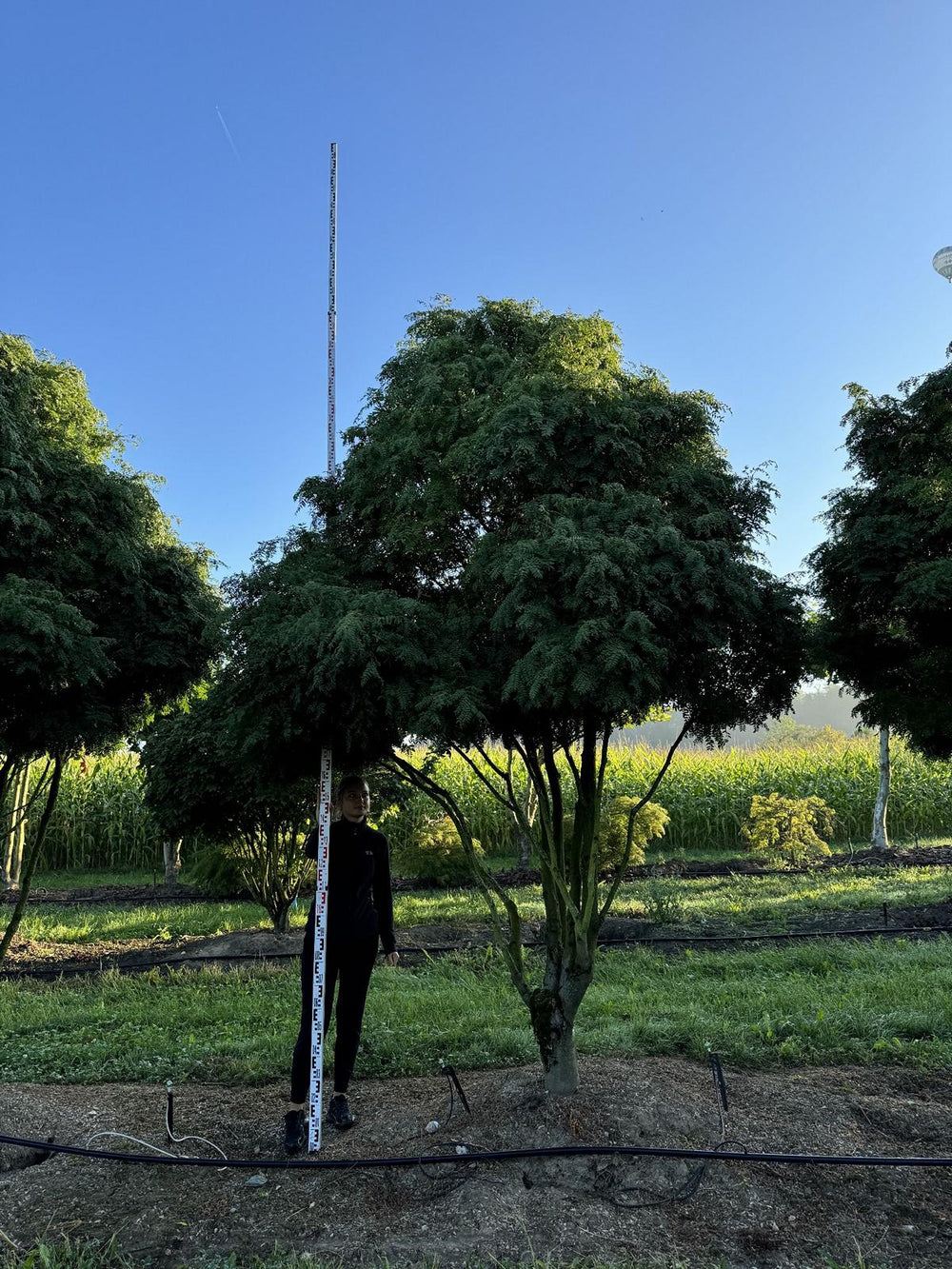 Gleditsia triacanthos 'Elegantissima' Dachform