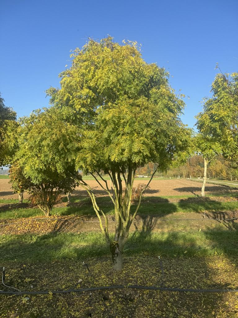 Gleditsia triacanthos 'Elegantissima' Dachform