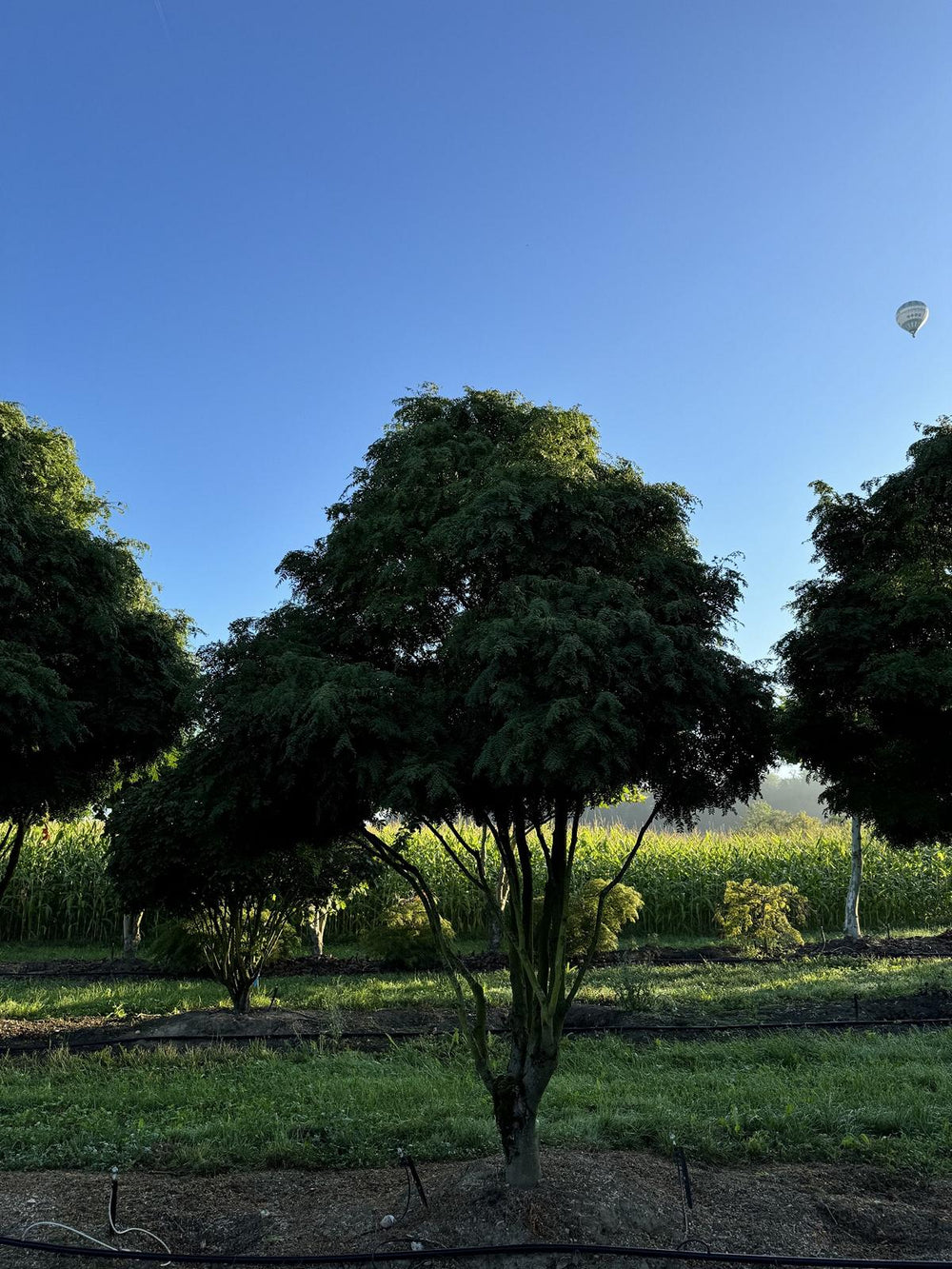 Gleditsia triacanthos 'Elegantissima' Dachform