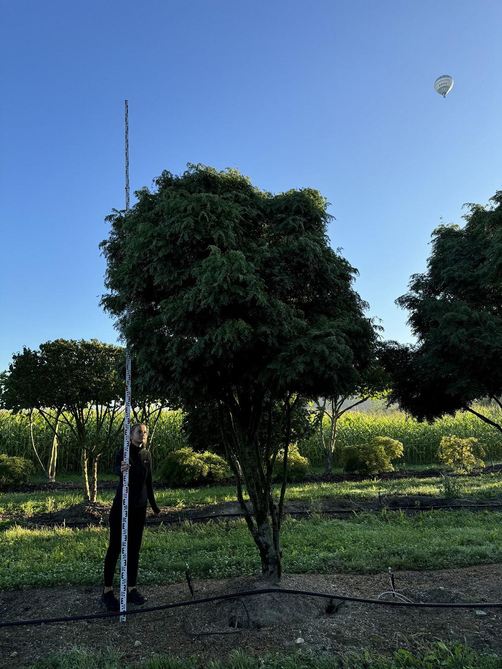 Gleditsia triacanthos 'Elegantissima' Dachform