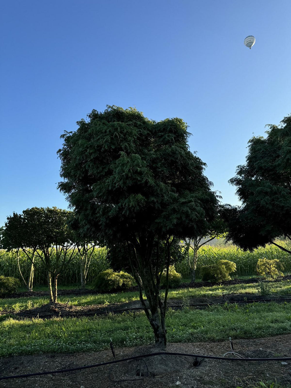 Gleditsia triacanthos 'Elegantissima' Dachform