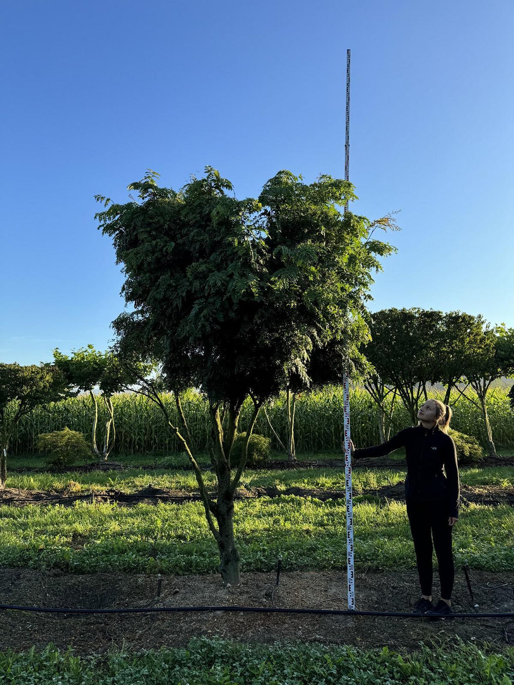 Gleditsia triacanthos 'Elegantissima' Dachform