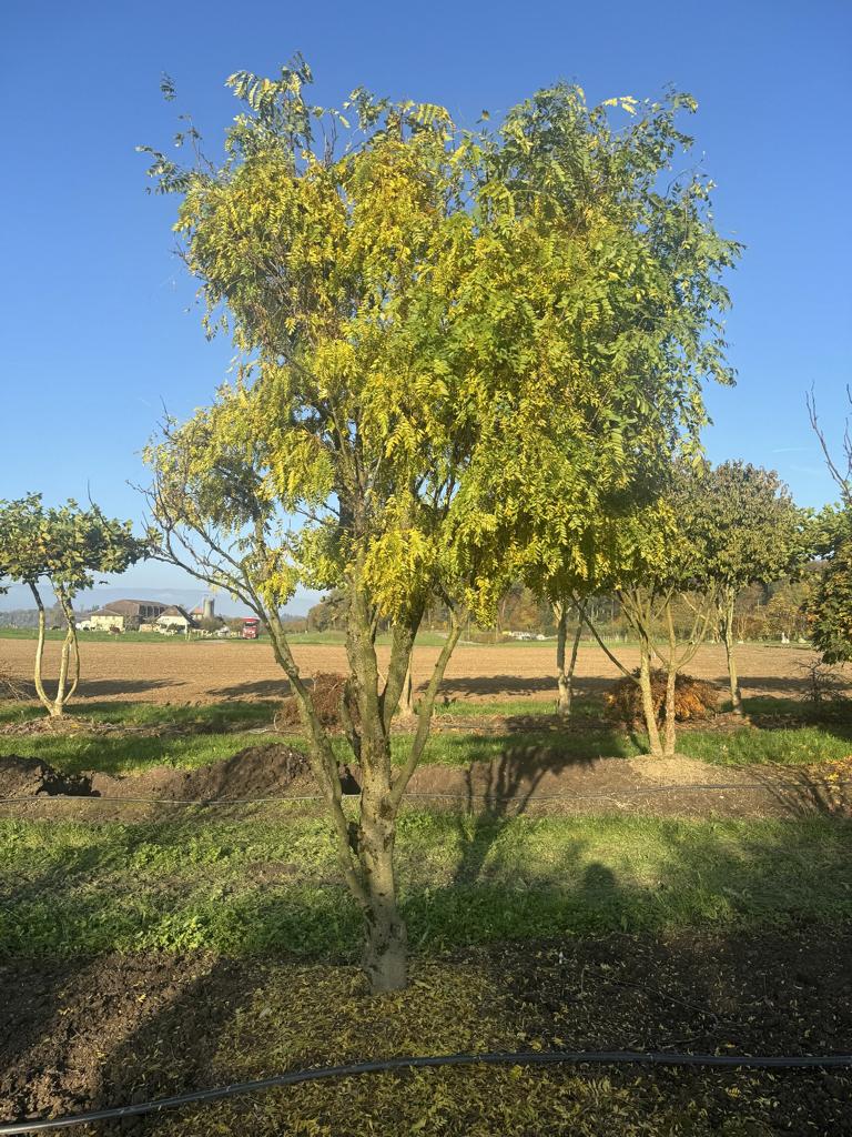 Gleditsia triacanthos 'Elegantissima' Dachform