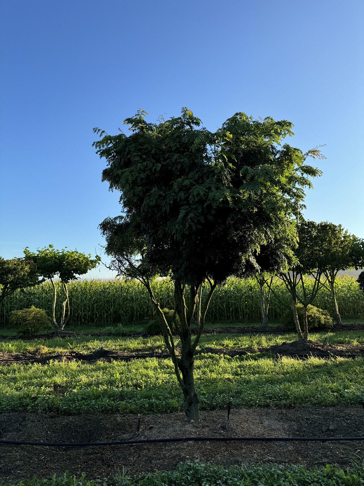 Gleditsia triacanthos 'Elegantissima' Dachform