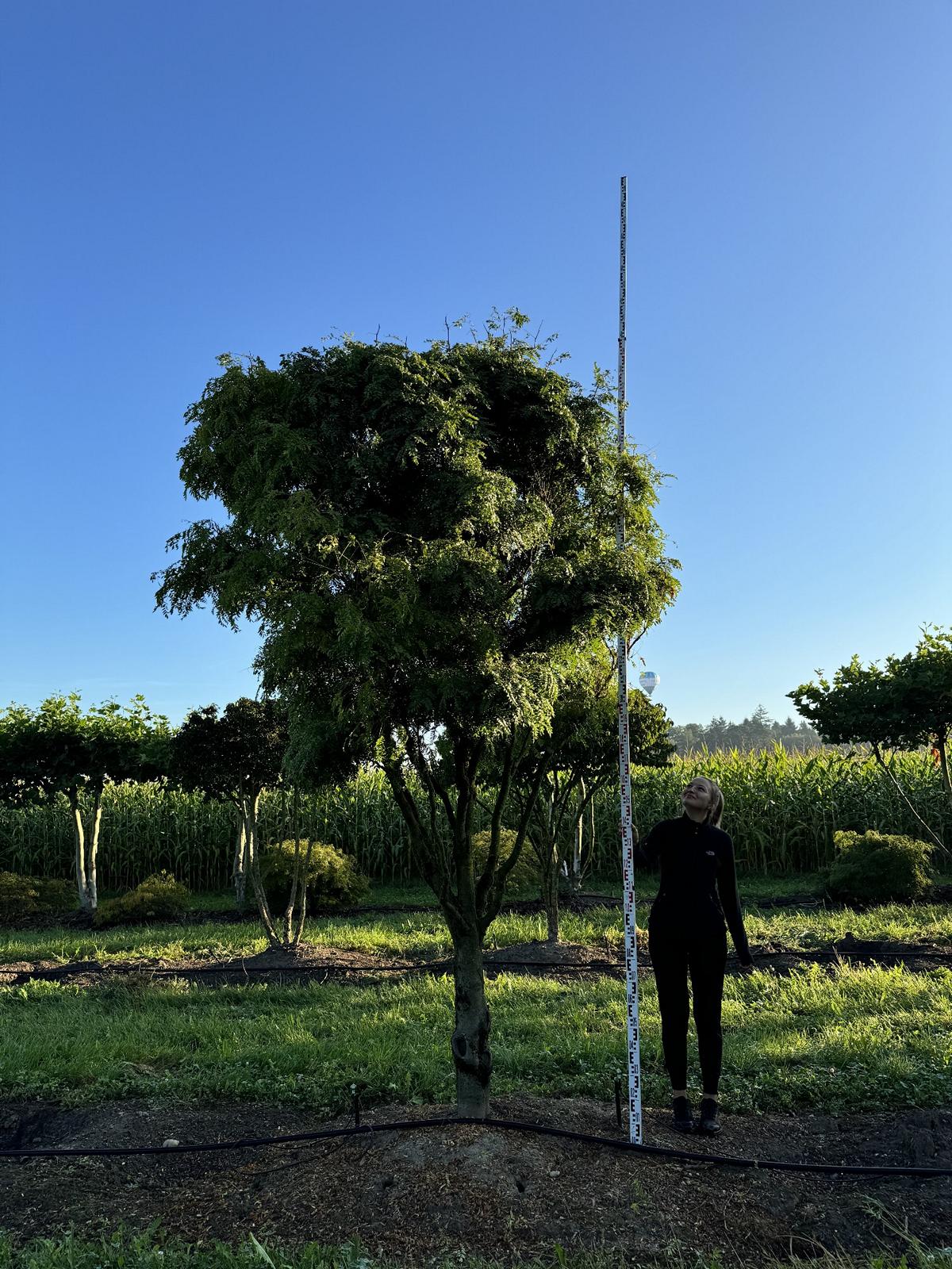 Gleditsia triacanthos 'Elegantissima' Dachform