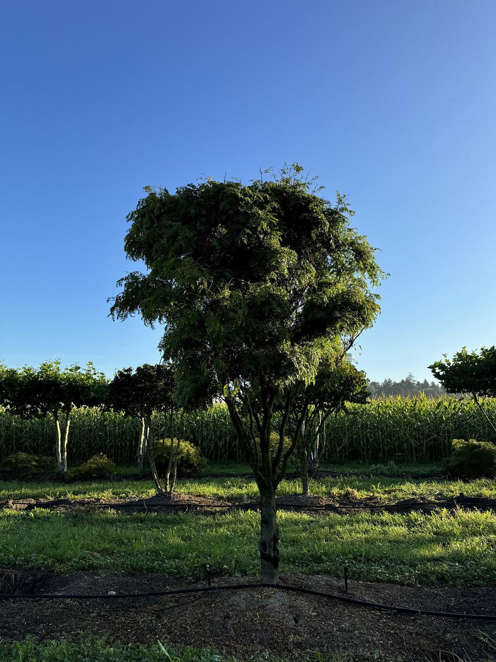 Gleditsia triacanthos 'Elegantissima' Dachform