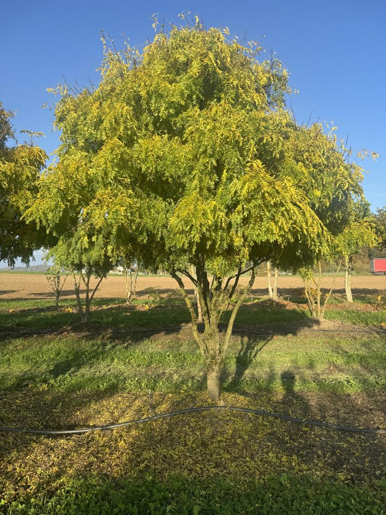 Gleditsia triacanthos 'Elegantissima' Dachform