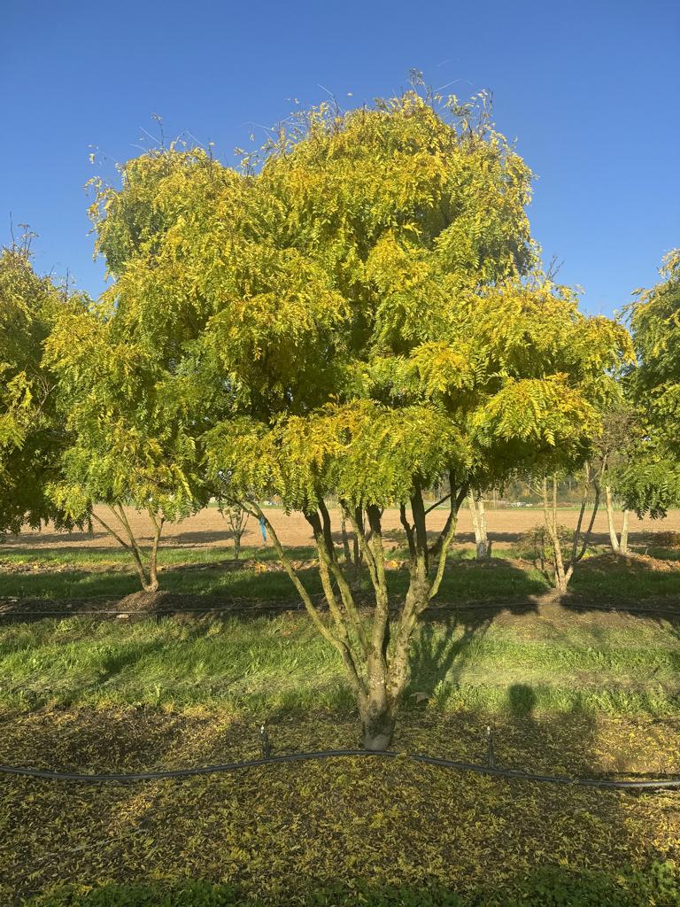 Gleditsia triacanthos 'Elegantissima' Dachform