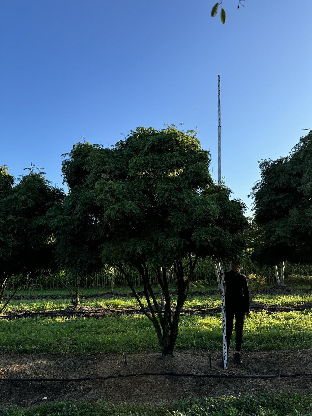 Gleditsia triacanthos 'Elegantissima' Dachform