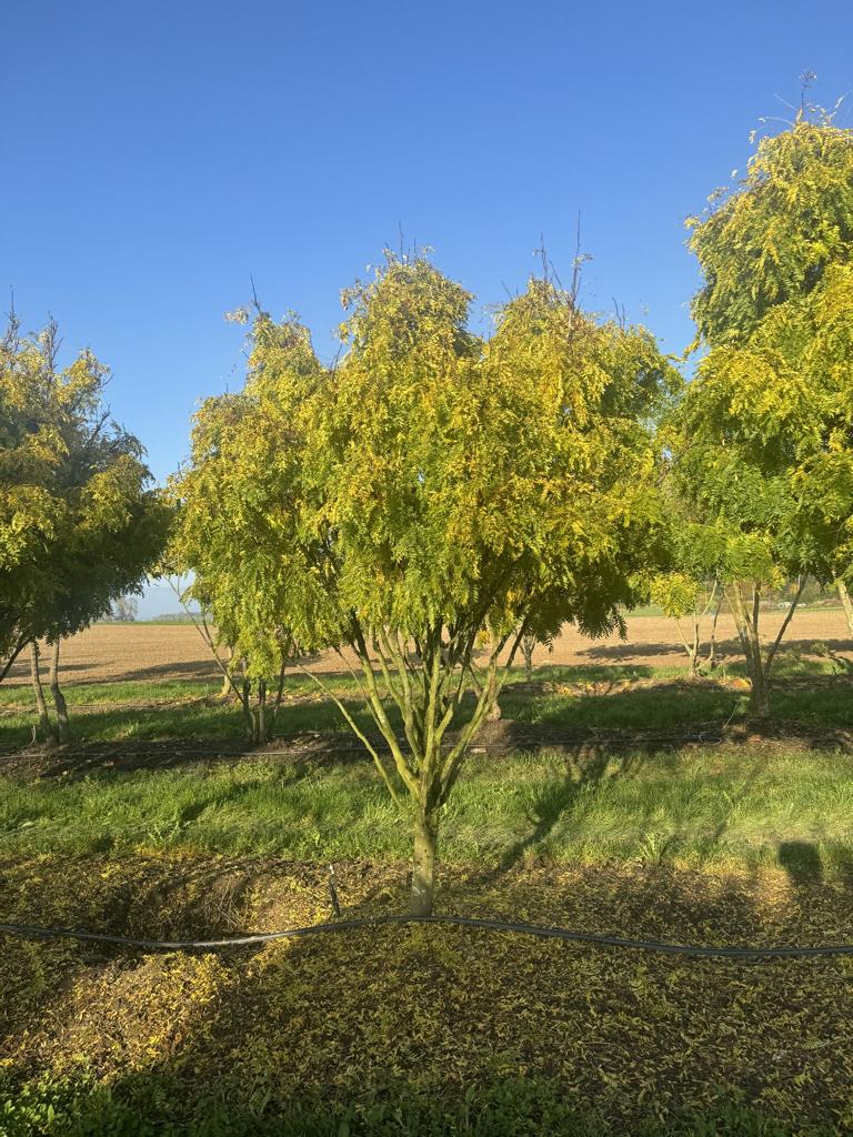 Gleditsia triacanthos 'Elegantissima' Dachform