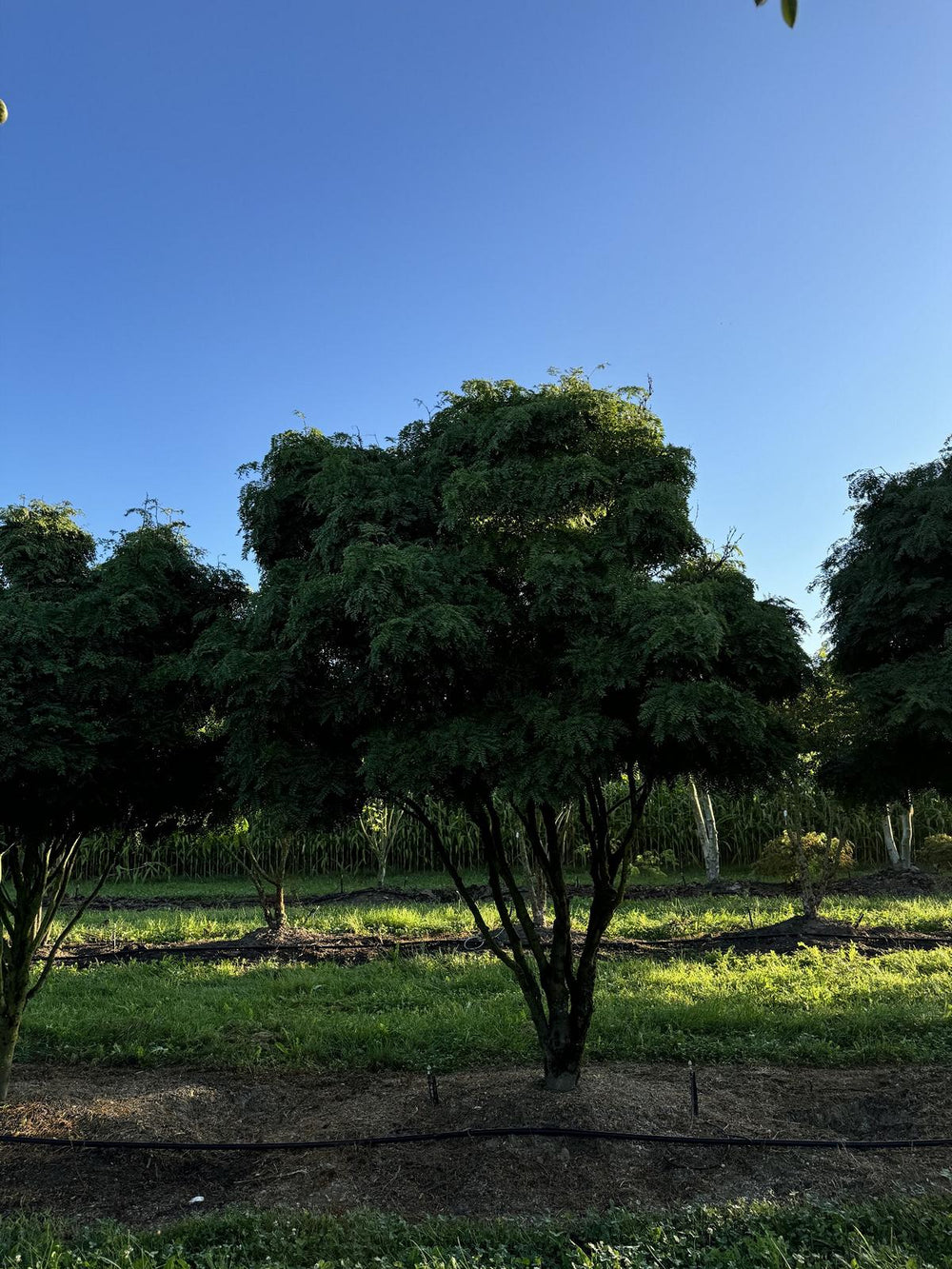 Gleditsia triacanthos 'Elegantissima' Dachform