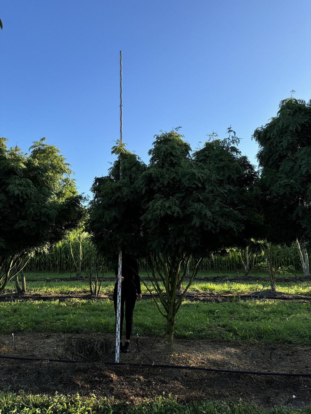 Gleditsia triacanthos 'Elegantissima' Dachform