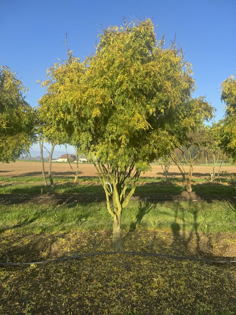 Gleditsia triacanthos 'Elegantissima' Dachform