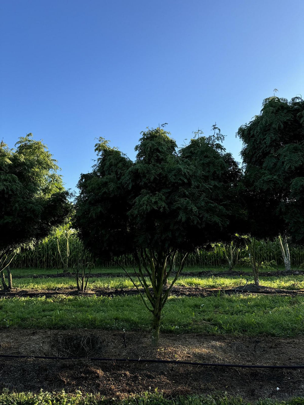 Gleditsia triacanthos 'Elegantissima' Dachform