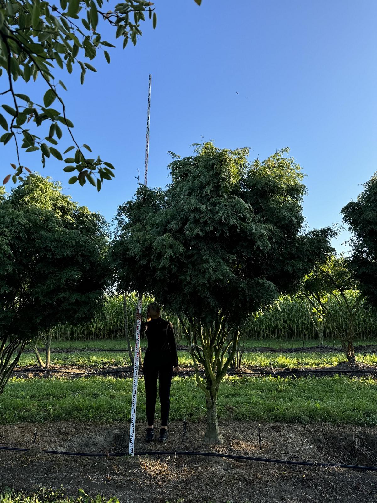 Gleditsia triacanthos 'Elegantissima' Dachform