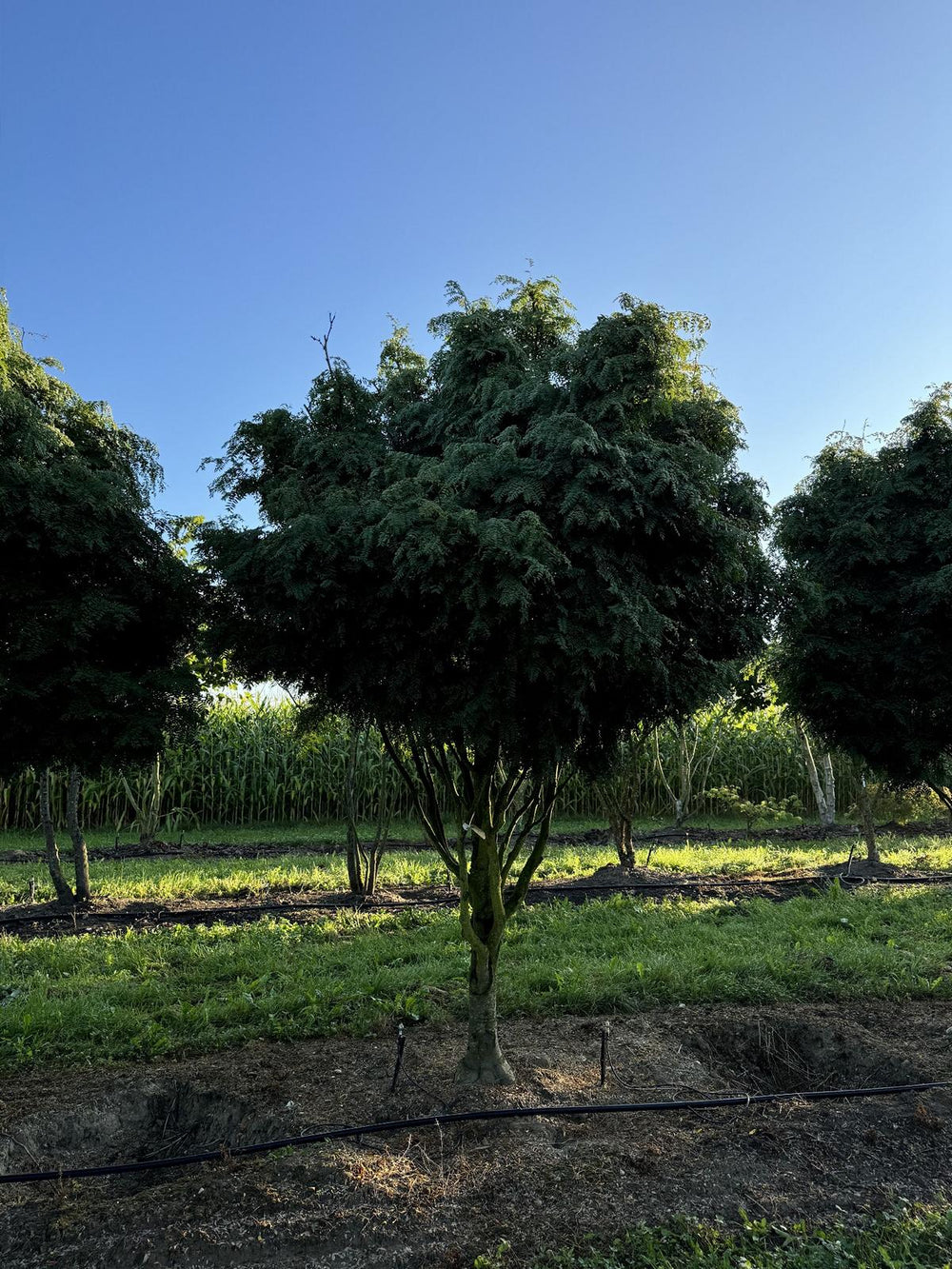 Gleditsia triacanthos 'Elegantissima' Dachform