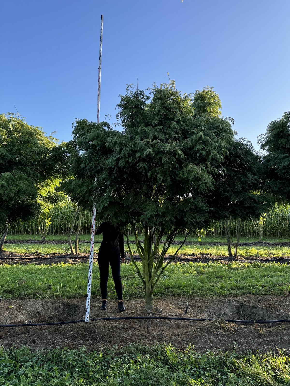 Gleditsia triacanthos 'Elegantissima' Dachform