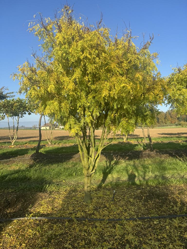 Gleditsia triacanthos 'Elegantissima' Dachform