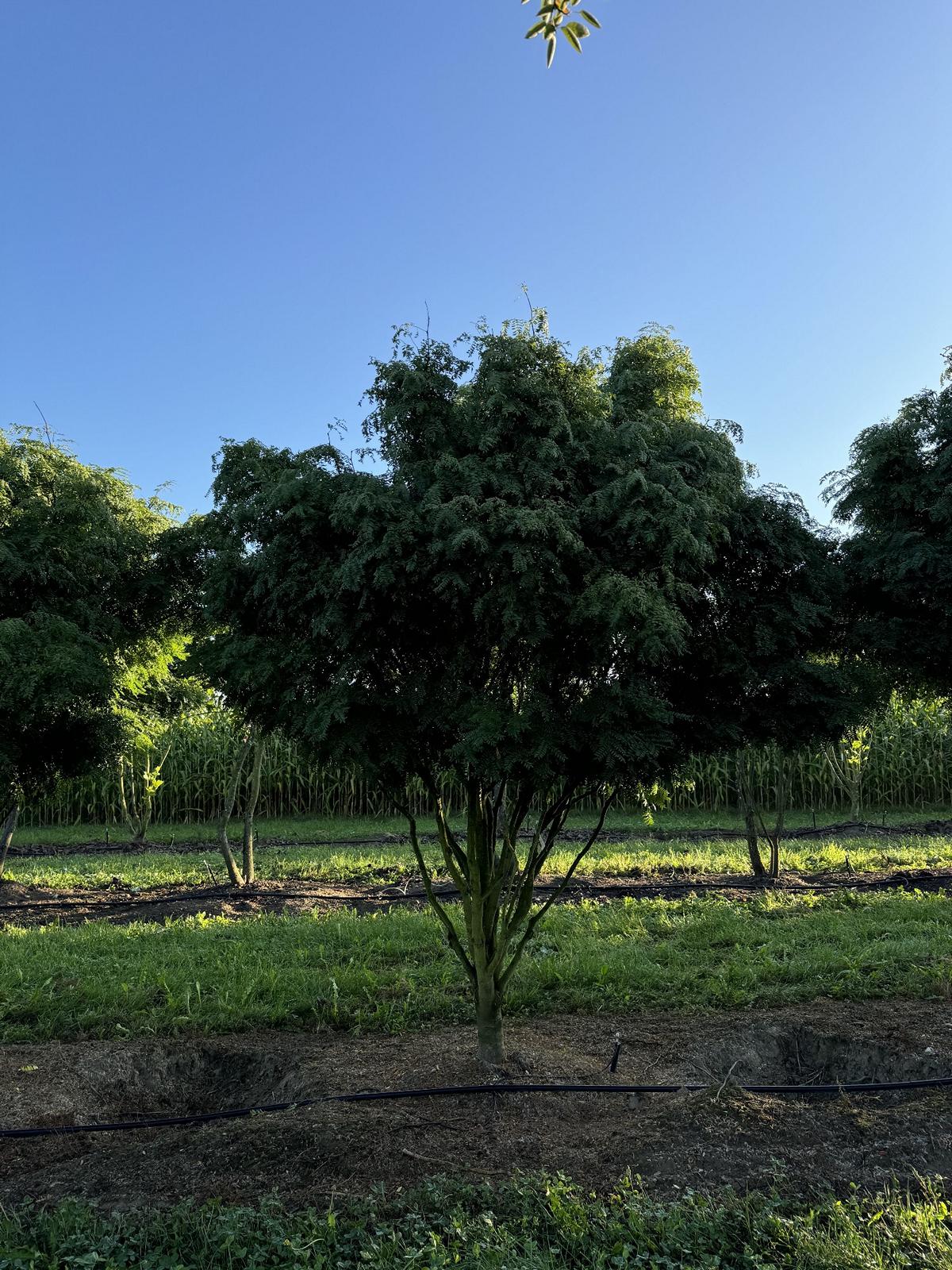 Gleditsia triacanthos 'Elegantissima' Dachform