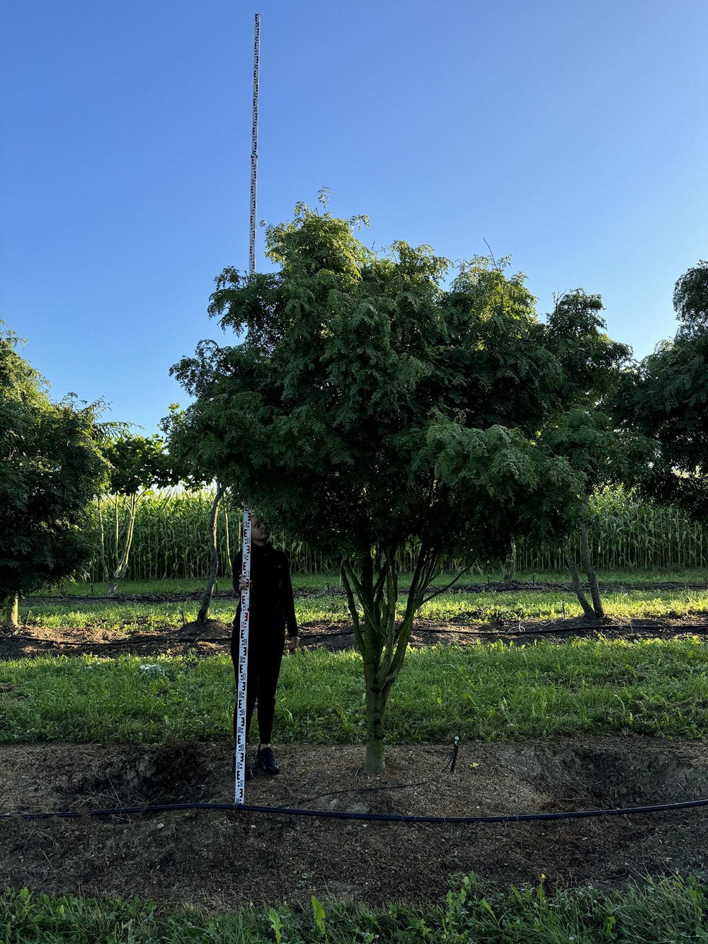 Gleditsia triacanthos 'Elegantissima' Dachform