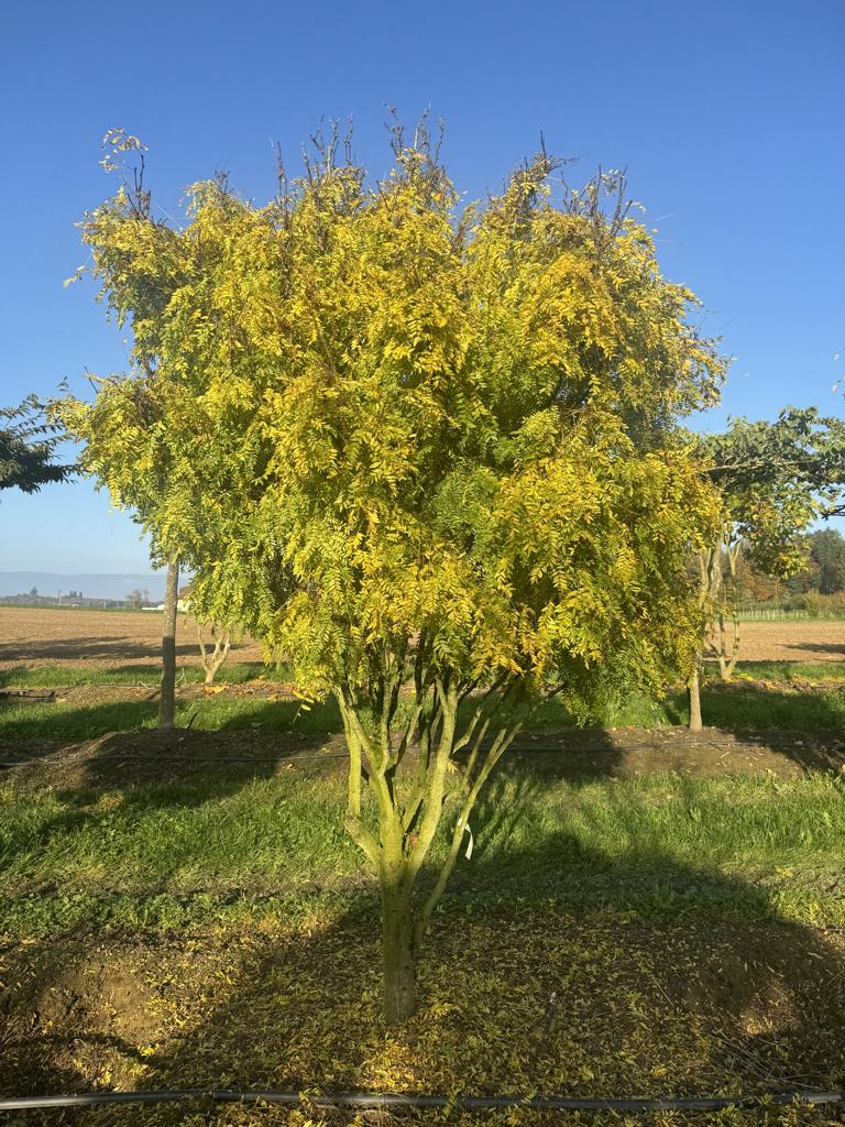 Gleditsia triacanthos 'Elegantissima' Dachform