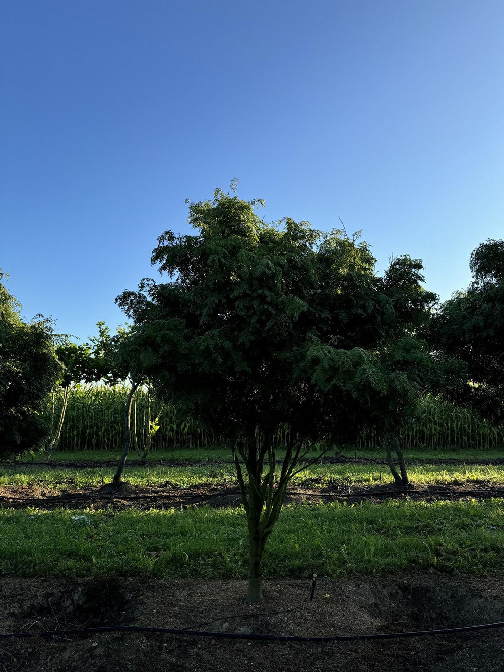 Gleditsia triacanthos 'Elegantissima' Dachform