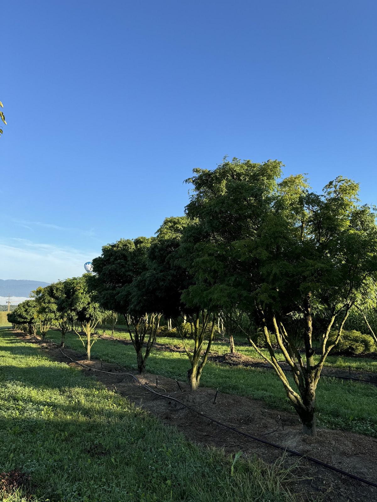 Gleditsia triacanthos 'Elegantissima' Dachform