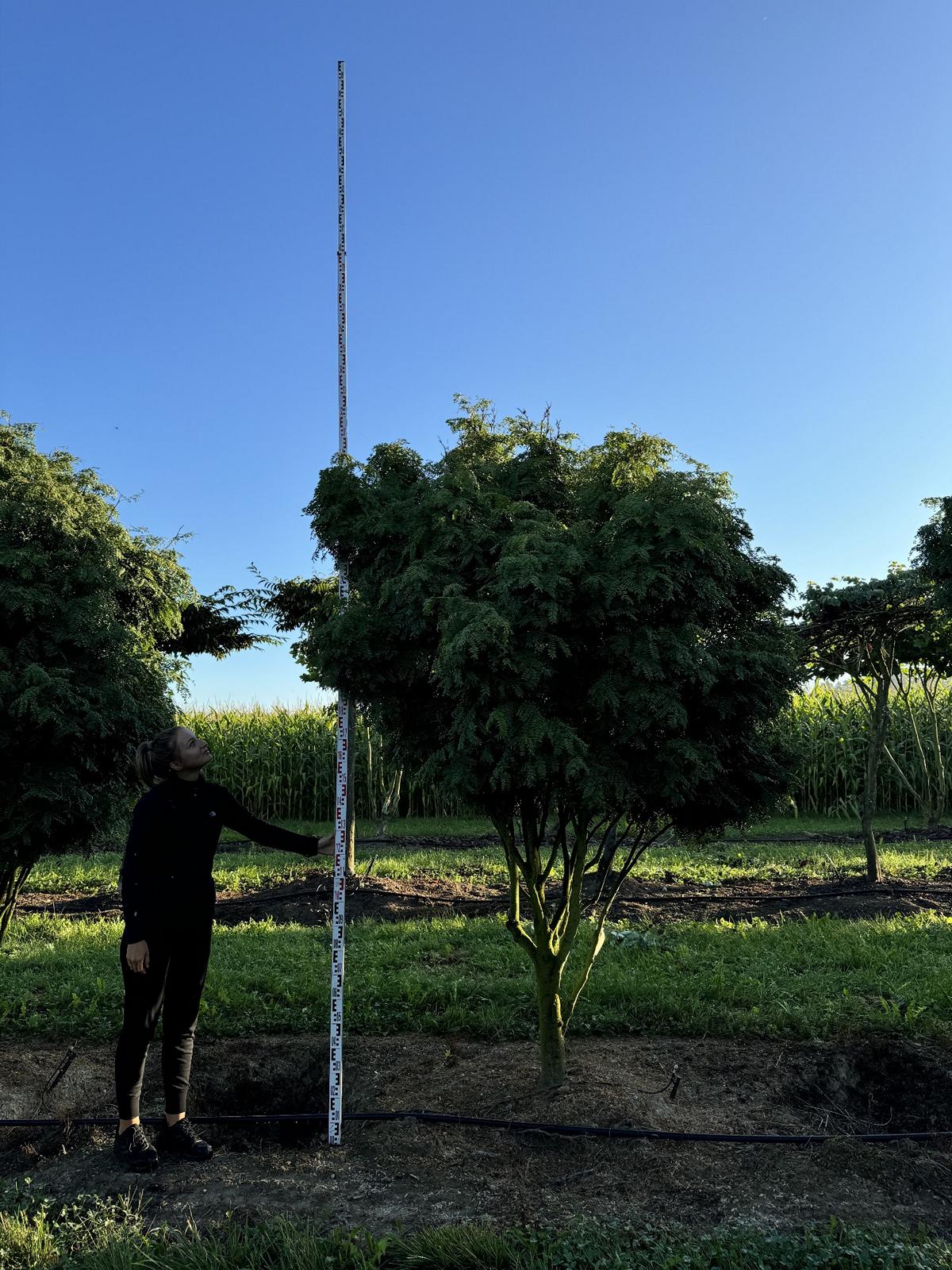 Gleditsia triacanthos 'Elegantissima' Dachform