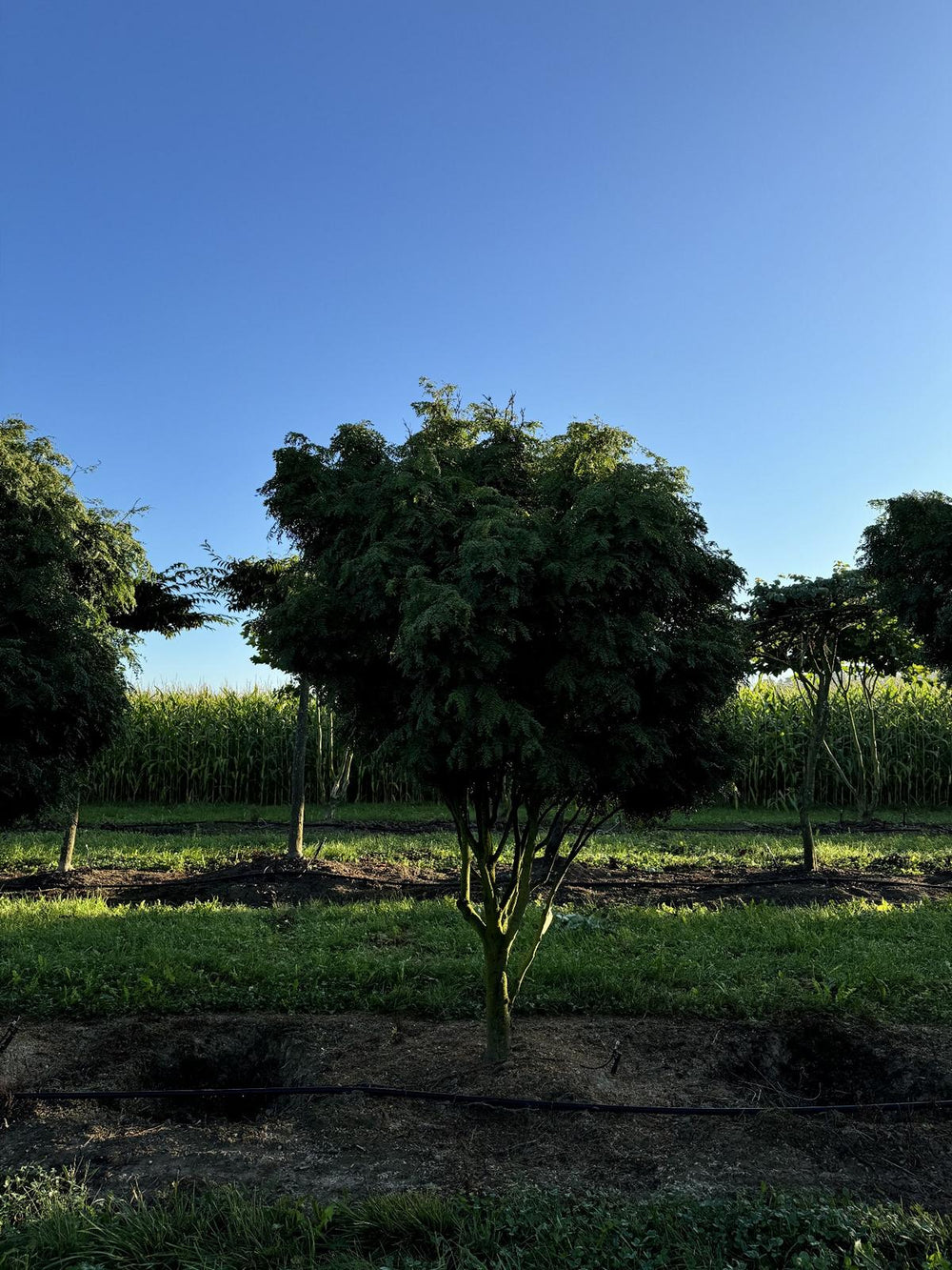 Gleditsia triacanthos 'Elegantissima' Dachform