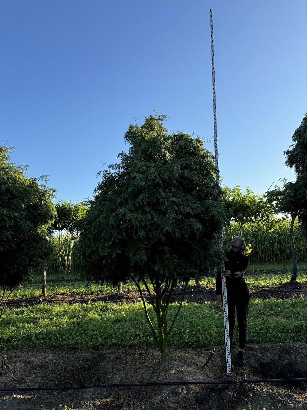 Gleditsia triacanthos 'Elegantissima' Dachform