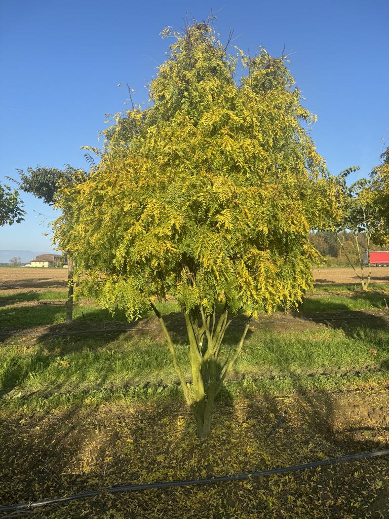 Gleditsia triacanthos 'Elegantissima' Dachform