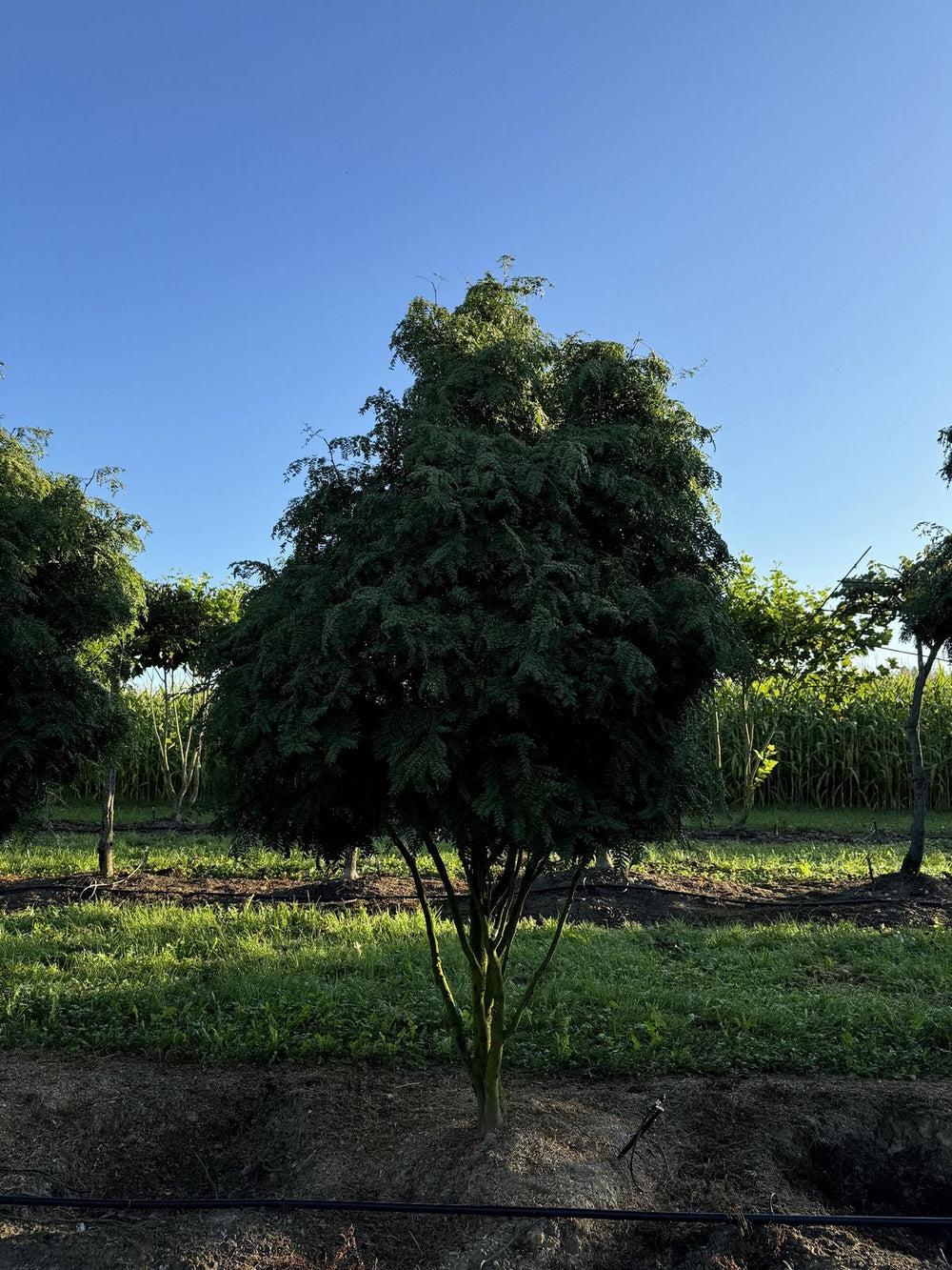 Gleditsia triacanthos 'Elegantissima' Dachform