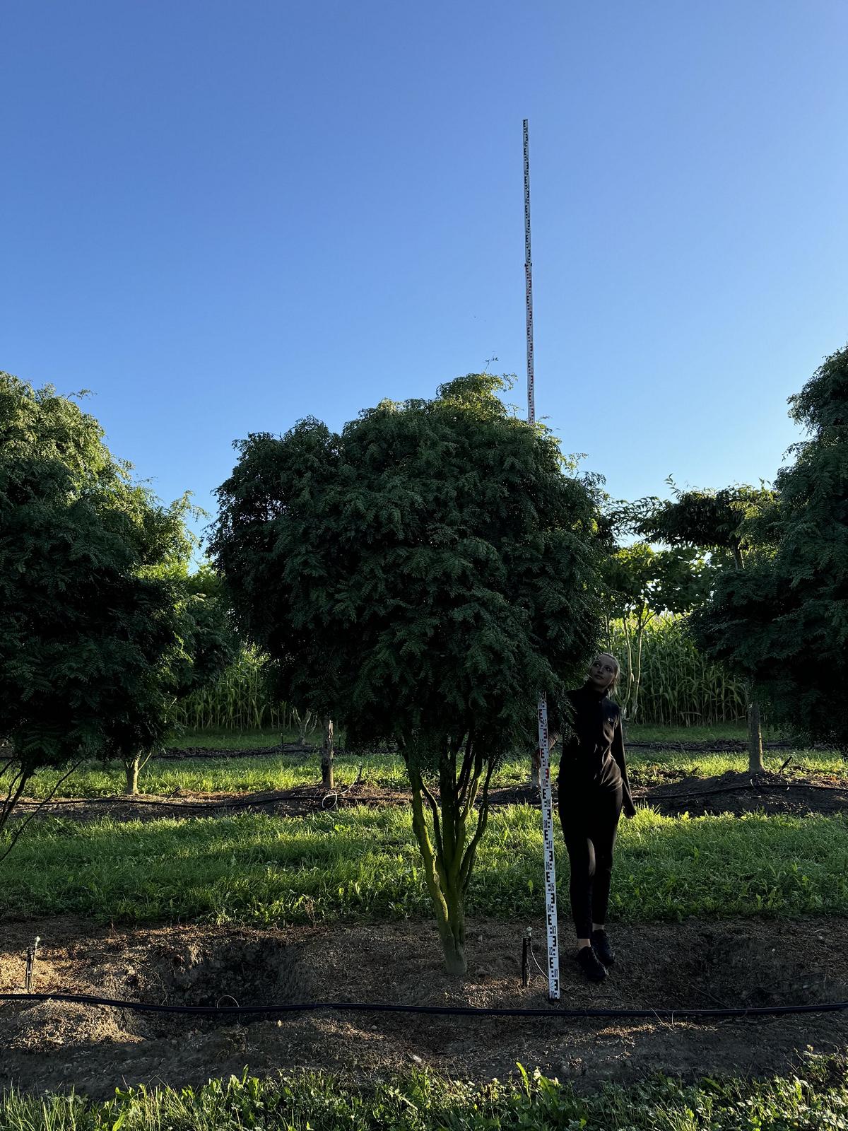 Gleditsia triacanthos 'Elegantissima' Dachform