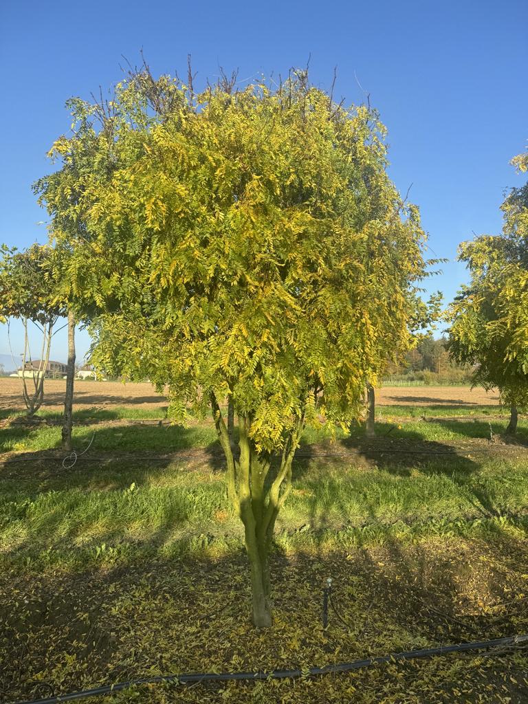 Gleditsia triacanthos 'Elegantissima' Dachform