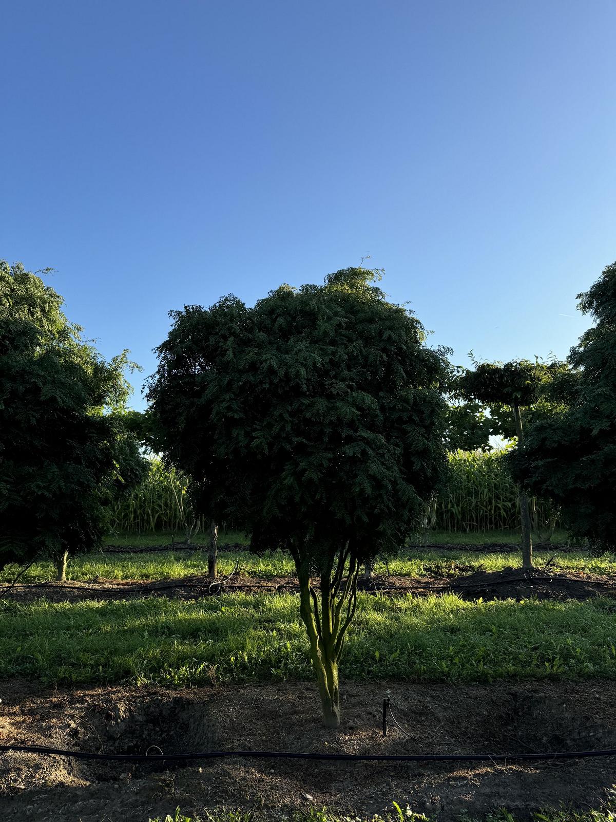 Gleditsia triacanthos 'Elegantissima' Dachform