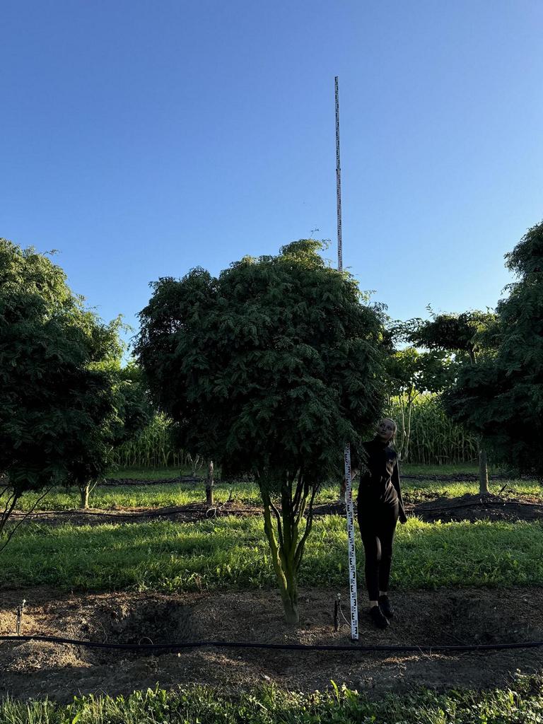 Gleditsia triacanthos 'Elegantissima' Dachform