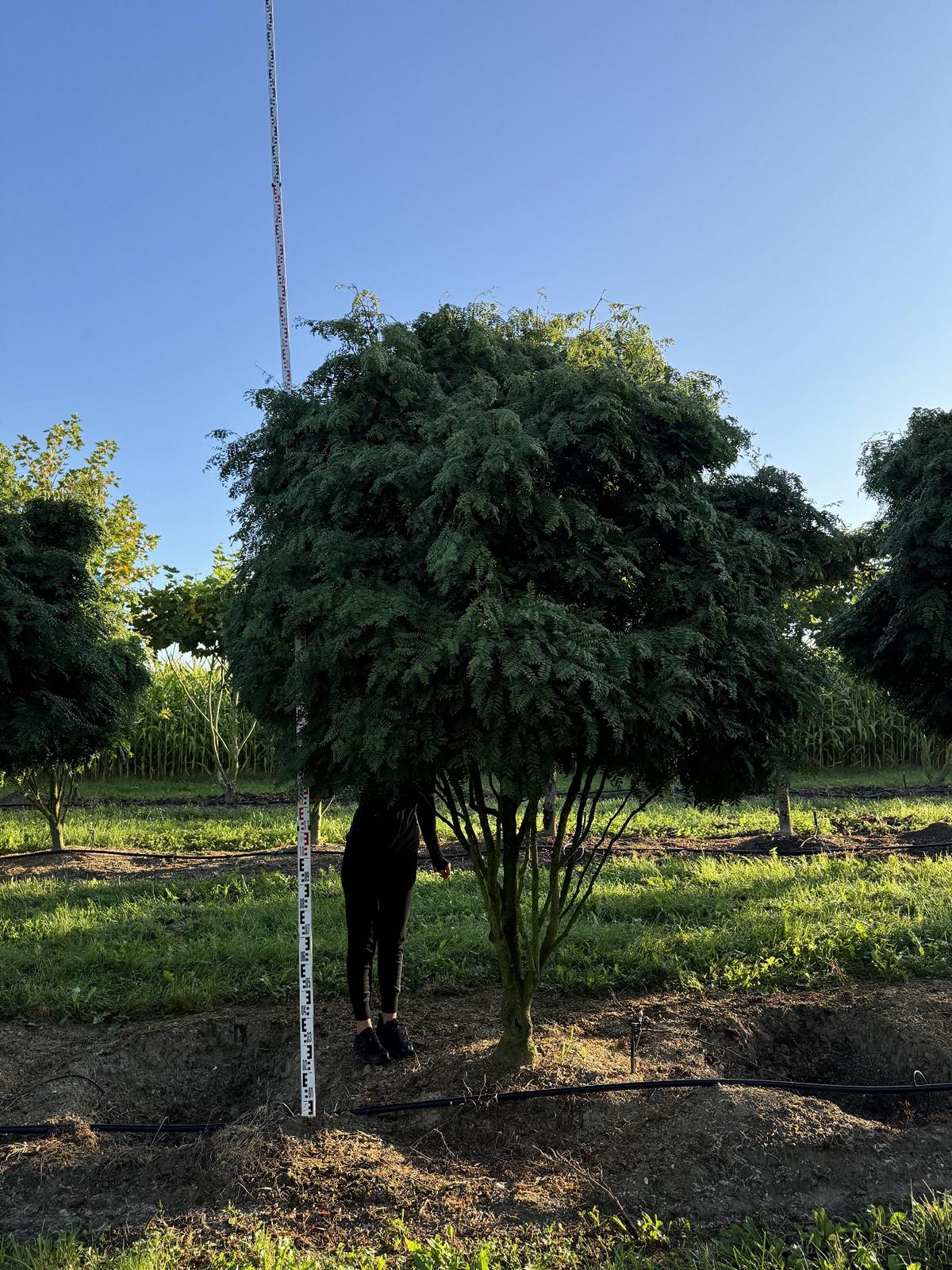 Gleditsia triacanthos 'Elegantissima' Dachform