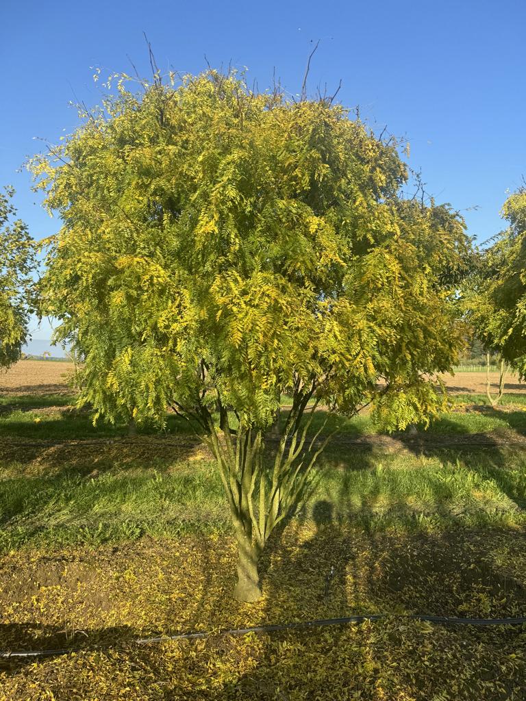 Gleditsia triacanthos 'Elegantissima' Dachform