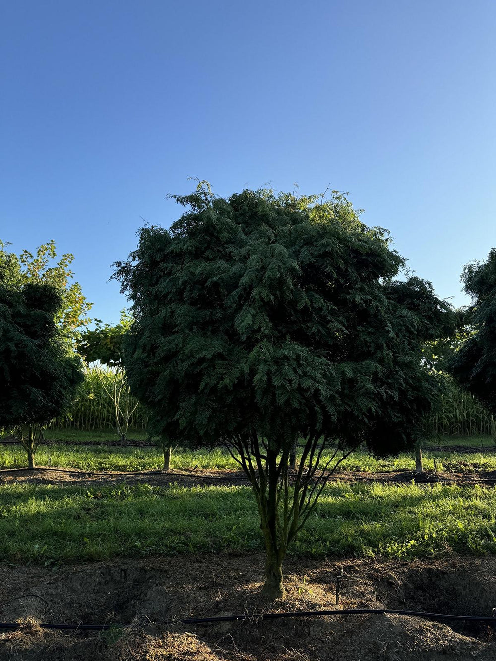 Gleditsia triacanthos 'Elegantissima' Dachform