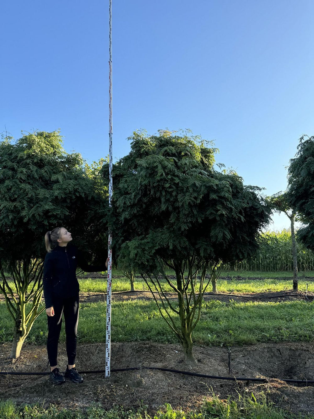 Gleditsia triacanthos 'Elegantissima' Dachform