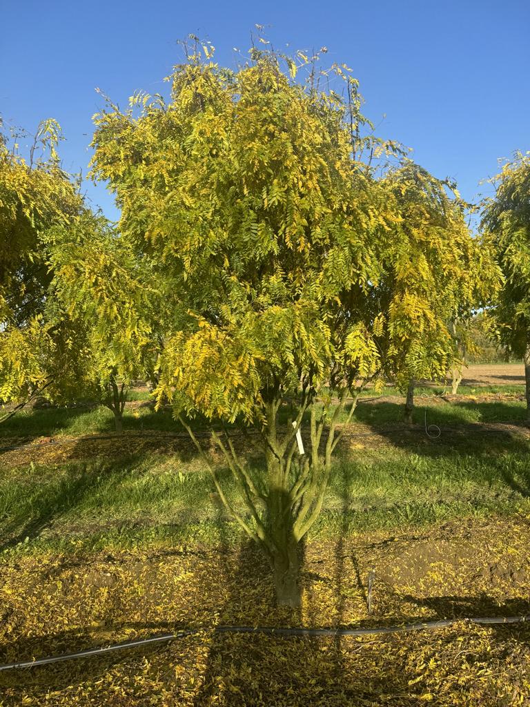 Gleditsia triacanthos 'Elegantissima' Dachform