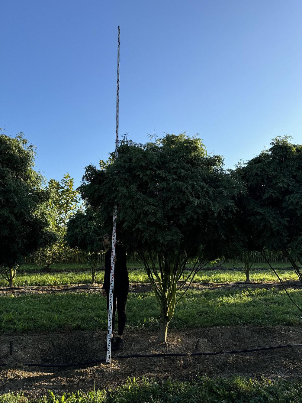 Gleditsia triacanthos 'Elegantissima' Dachform