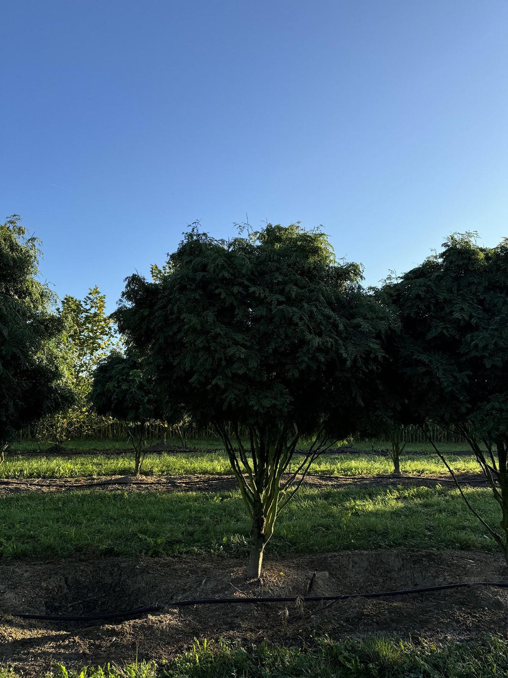 Gleditsia triacanthos 'Elegantissima' Dachform