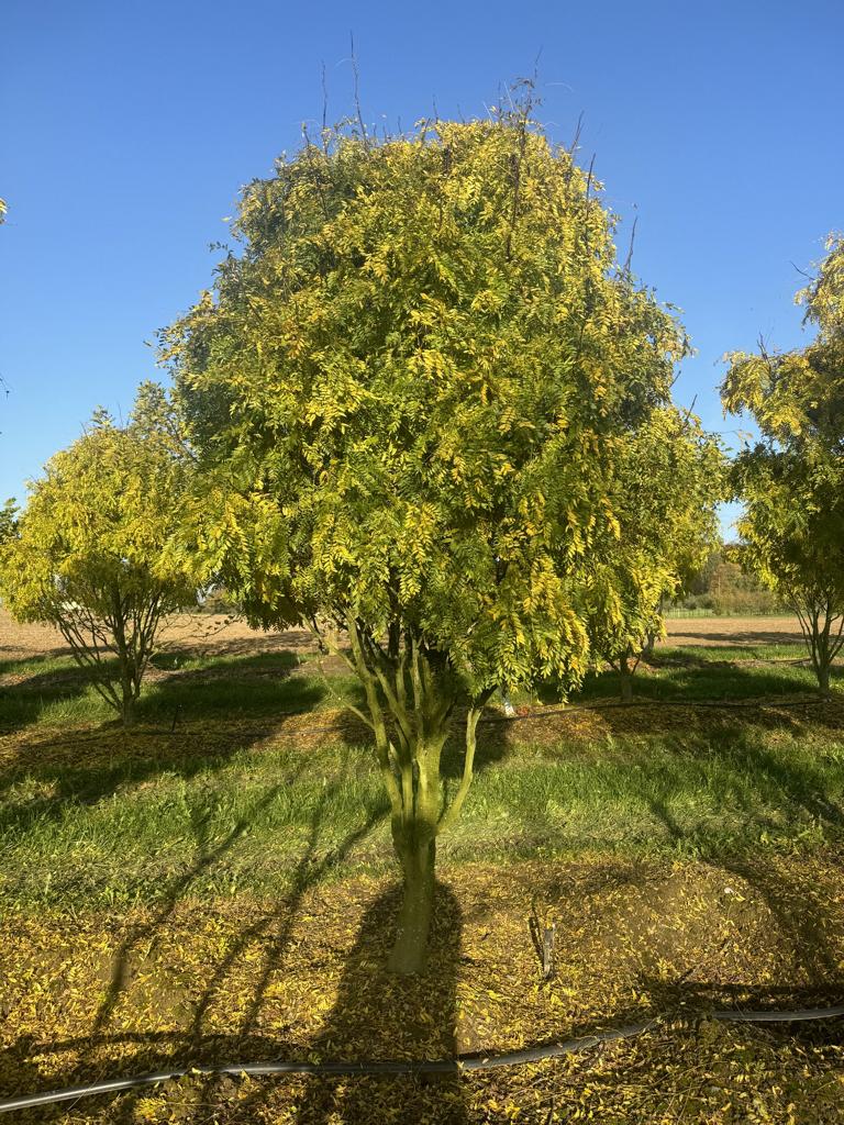 Gleditsia triacanthos 'Elegantissima' Dachform