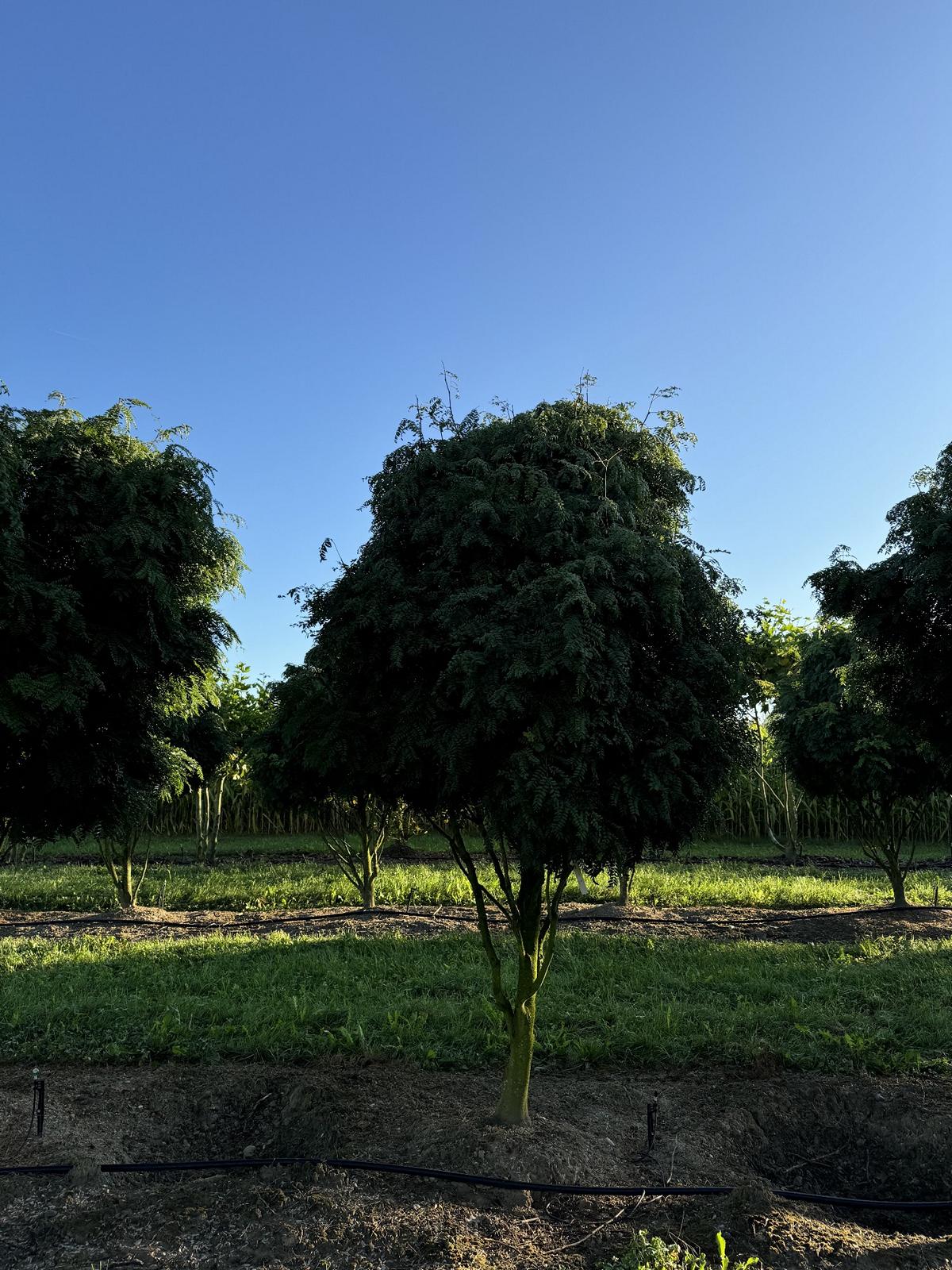 Gleditsia triacanthos 'Elegantissima' Dachform